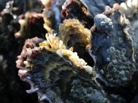 Crassostrea gigas 14, Japanse oester, Saxifraga-Foto Fitis-Sytske Dijksen