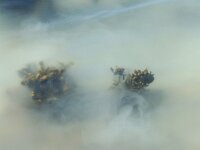 Crassostrea gigas 16, Japanse oester, spawning, Saxifraga-Foto Fitis-Sytske Dijksen