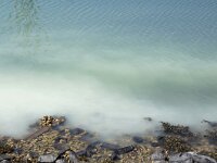 Crassostrea gigas 17, Japanse oester, spawning, Saxifraga-Foto Fitis-Sytske Dijksen