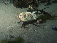 Crassostrea gigas 7, Japanse oester, Saxifraga-Eric Gibcus