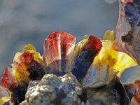 Crassostrea gigas 9, Japanse oester, Saxifraga-Foto Fitis-Sytske Dijksen