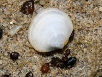 Diplodonta rotundata