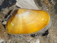 Donax vittatus 3, Zaagje, Saxifraga-Foto Fitis-Sytske Dijksen