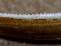 Donax vittatus 4, Zaagje, Saxifraga-Foto Fitis-Sytske Dijksen