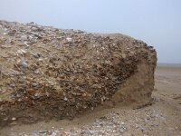 Donax vittatus 5, Zaagje, Saxifraga-Foto Fitis-Sytske Dijksen