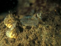 Dreissena polymorpha 17, Driehoeksmossel, Saxifraga-Eric Gibcus