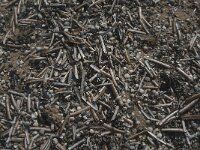 Ensis leei 10, Amerikaanse zwaardschede, Saxifraga-Jan van der Straaten