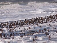 Ensis leei 11, Amerikaanse zwaardschede, Saxifraga-Foto Fitis-Sytske Dijksen