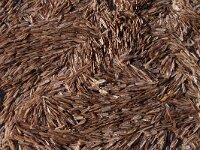 Ensis leei 12, Amerikaanse zwaardschede, Saxifraga-Foto Fitis-Sytske Dijksen