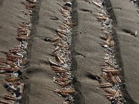 Ensis leei 13, Amerikaanse zwaardschede, Saxifraga-Foto Fitis-Sytske Dijksen