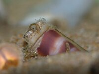 Ensis leei 14, Amerikaanse zwaardschede, Saxifraga-Foto Fitis-Sytske Dijksen