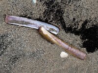 Ensis leei 16, Amerikaanse zwaardschede, Saxifraga-Bart Vastenhouw