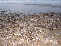 Ensis leei 18, Amerikaanse zwaardschede, juv, Saxifraga-Foto Fitis-Sytske Dijksen