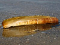 Ensis leei 20, Amerikaanse zwaardschede, Saxifraga-Foto Fitis-Sytske Dijksen