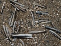 Ensis leei 5, Amerkiaanse zwaardschede, Saxifraga-Jan van der Straaten