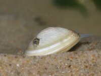 Limecola balthica 2, Nonnetje, Saxifraga-Foto Fitis-Sytske Dijksen