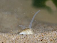 Limecola balthica 4, Nonnetje, Saxifraga-Foto Fitis-Sytske Dijksen