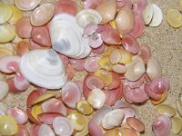 Limecola balthica 5, Nonnetje, Saxifraga-Foto Fitis-Sytske Dijksen