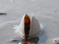 Mya arenaria 2, Strandgaper, Saxifraga-Foto Fitis-Sytske Dijksen