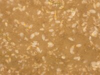 Mya arenaria 3, Strandgaper, juv, Saxifraga-Foto Fitis-Sytske Dijksen