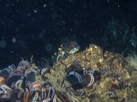 Mytilus edulis 3, Mossel, Saxifraga-Eric Gibcus