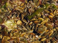 Mytilus edulis 35, Mossel, Saxifraga-Foto Fitis-Sytske Dijksen
