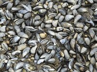 Blue mussels (Mytilus edulis), dead and alive, on beach run dry  Mytilus edulis; on beach run dry : alive, beach, blue mussel, closed, common mussel, dead, many, mussel, mussel bank, mussel bed, mussels, Mytilus edulis, numerous, togetherness