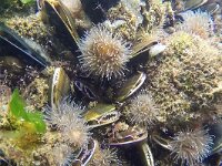 Mytilus edulis 37, Mossel, Saxifraga-Tom Heijnen