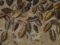 Mytilus edulis 42, Mossel, juv, Saxifraga-Foto Fitis-Sytske Dijksen