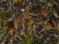 Mytilus edulis 43, Mossel, juv, Saxifraga-Foto Fitis-Sytske Dijksen