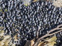 Mytilus edulis 48, Mossel, Saxifraga-Willem van Kruijsbergen