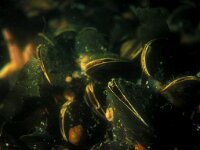 Mytilus edulis 5, Mossel, Saxifraga-Eric Gibcus