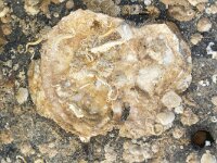 Ostrea edulis 8, Oester, Saxifraga-Foto Fitis-Sytske Dijksen