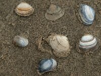 Ruditapes philippinarum 2, Filipijnse tapijtschelp, Saxifraga-Jan van der Straaten