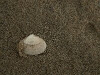 Ruditapes philippinarum 5, Filipijnse tapijtschelp, Saxifraga-Jan van der Straaten