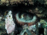 Octopus vulgaris 3, Achtarm, Saxifraga-Eric Gibcus