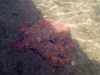 Octopus vulgaris 5, Achtarm, Saxifraga-Tom Heijnen