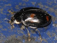 Harmonia axyridis #10168 : Harmonia axyridis, Asian lady beetle, Veelkleurig Aziatisch lieveheersbeestje