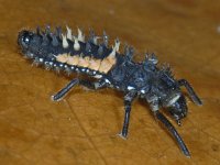 Harmonia axyridis #10116 : Harmonia axyridis, Asian lady beetle, Veelkleurig Aziatisch lieveheersbeestje, Larva