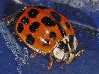 Harmonia axyridis #10163 : Harmonia axyridis, Asian lady beetle, Veelkleurig Aziatisch lieveheersbeestje