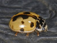Harmonia axyridis #10189 : Harmonia axyridis, Asian lady beetle, Veelkleurig Aziatisch lieveheersbeestje
