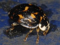 Harmonia axyridis #10157. : Harmonia axyridis, Asian lady beetle, Veelkleurig Aziatisch lieveheersbeestje