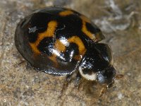 Harmonia axyridis #10155 : Harmonia axyridis, Asian lady beetle, Veelkleurig Aziatisch lieveheersbeestje