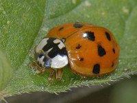Harmonia axyridis #09341 : Harmonia axyridis, Asian lady beetle, Veelkleurig Aziatisch lieveheersbeestje