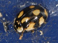 Harmonia axyridis #10218 : Harmonia axyridis, Asian lady beetle, Veelkleurig Aziatisch lieveheersbeestje