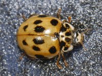 Harmonia axyridis #10161 : Harmonia axyridis, Asian lady beetle, Veelkleurig Aziatisch lieveheersbeestje