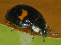 Harmonia axyridis #10143 : Harmonia axyridis, Asian lady beetle, Veelkleurig Aziatisch lieveheersbeestje