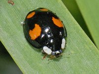 Harmonia axyridis #09246 : Harmonia axyridis, Asian lady beetle, Veelkleurig Aziatisch lieveheersbeestje