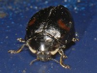 Harmonia axyridis #10165 : Harmonia axyridis, Asian lady beetle, Veelkleurig Aziatisch lieveheersbeestje