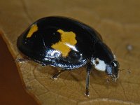 Harmonia axyridis #10127 : Harmonia axyridis, Asian lady beetle, Veelkleurig Aziatisch lieveheersbeestje